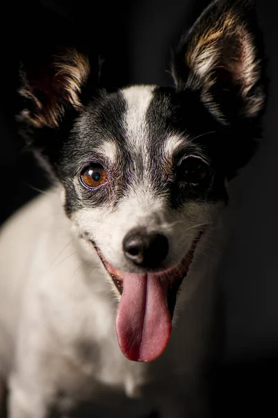 Minyatür tilki korkunç