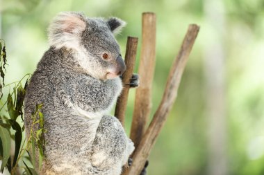 Avustralya koala