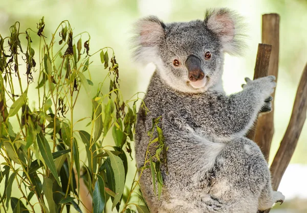 Australijskiego koala — Zdjęcie stockowe