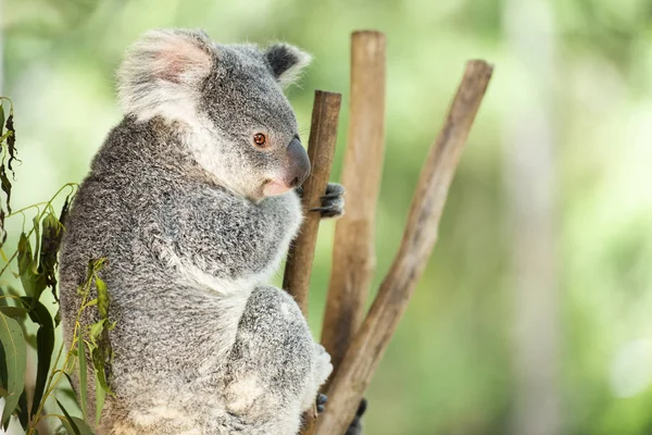 Koala australská — Stock fotografie