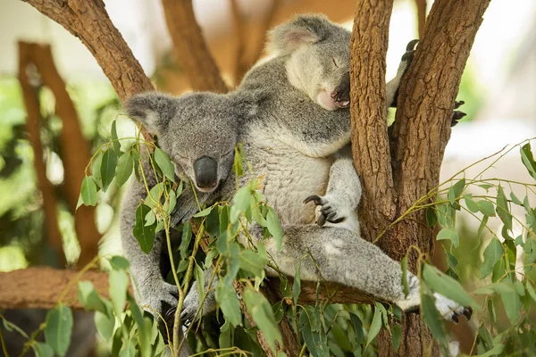Avustralya koalas — Stok fotoğraf