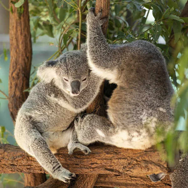 Australský koalas — Stock fotografie