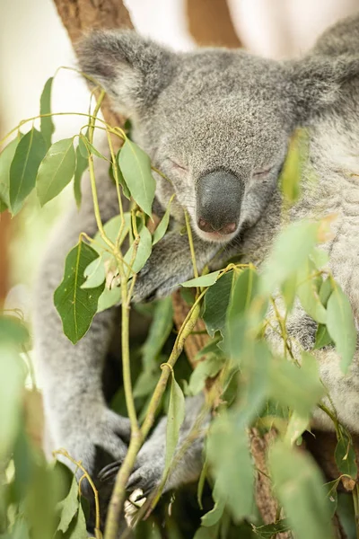 Avustralya koalas — Stok fotoğraf