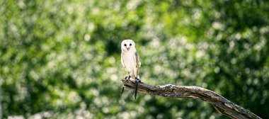 güzel peçeli baykuş