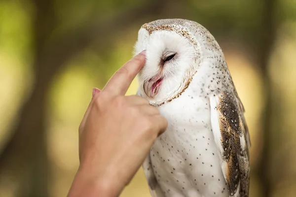Beautiful Barn Owl — Stock Photo, Image