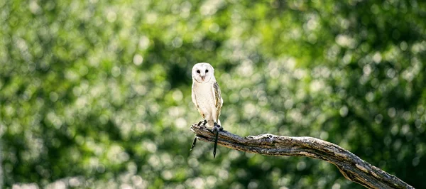 güzel peçeli baykuş