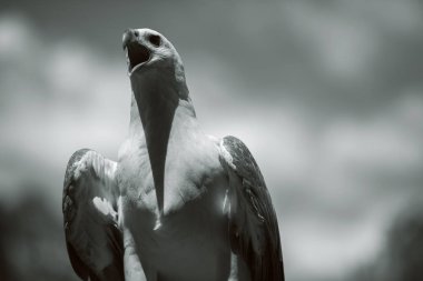 Beyaz Göbek Deniz Kartalı