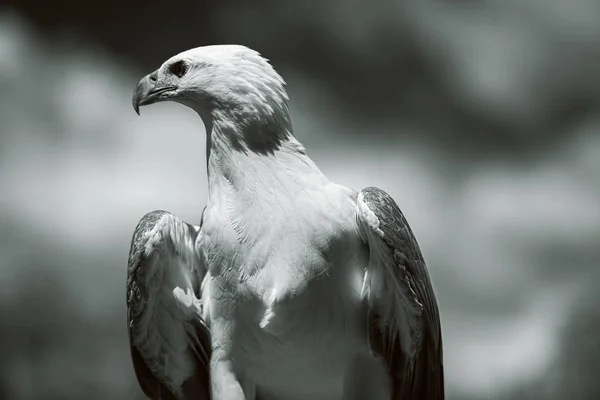 Witte buikzeearend — Stockfoto