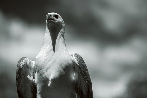 Белоснежный орёл — стоковое фото