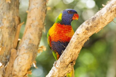 gökkuşağı lorisi