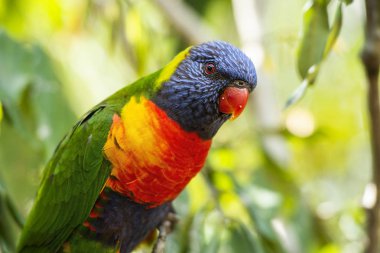 gökkuşağı lorisi