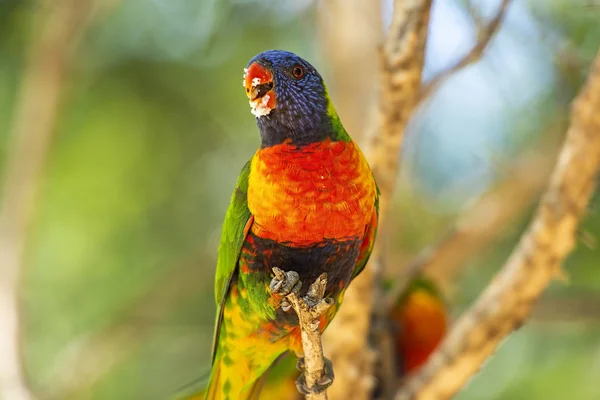 Loriquet Arc Ciel Dans Nature Pendant Journée — Photo