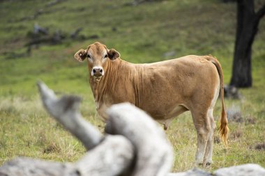 Kırsal tarafta Boğa.