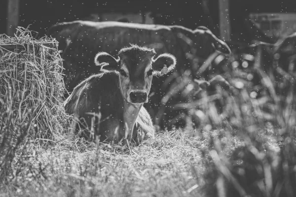 Kráva venku ve výběhu — Stock fotografie