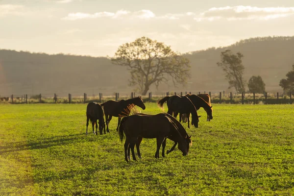 Ló egy vidéken — Stock Fotó