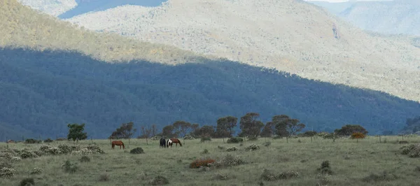 Paard in een platteland — Stockfoto