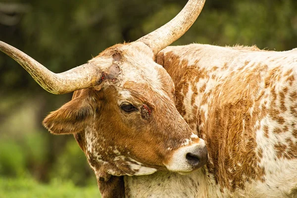 Animal cruelty against a longhorn bull.