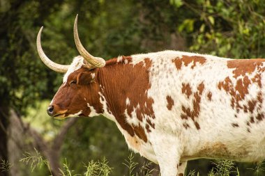Çayırda uzun boynuzlu boğa