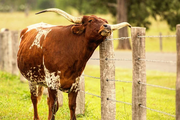 Лунгхорн бик у колоді — стокове фото