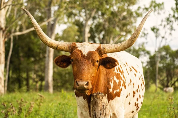 Longhorn Bull in de paddock — Stockfoto