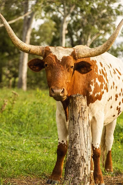 Длиннорогий бык в загоне — стоковое фото