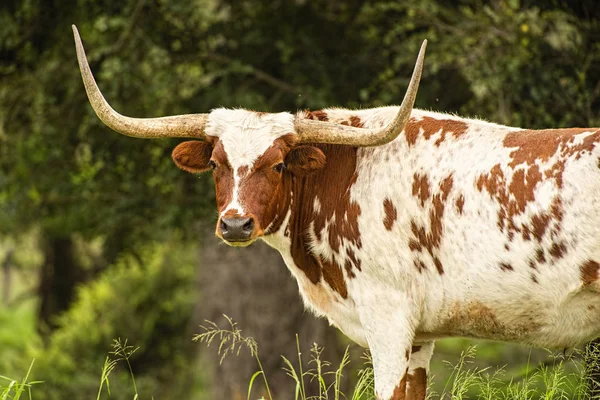 围场中的长角公牛 — 图库照片