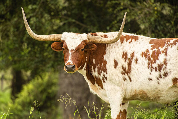 Longhorn bull in the paddock