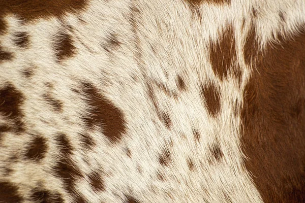 Longhorn boğa derisi desen.