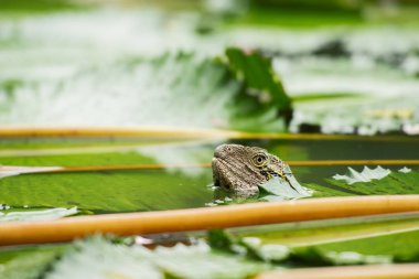 Gün boyunca doğada dışında Doğu su Dragon.