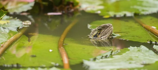 Östlicher Wasserdrache Tagsüber Draußen Der Natur — Stockfoto