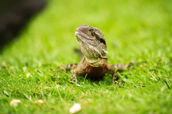 Östlig Vattenagam Utanför Naturen Dagen — Stockfoto