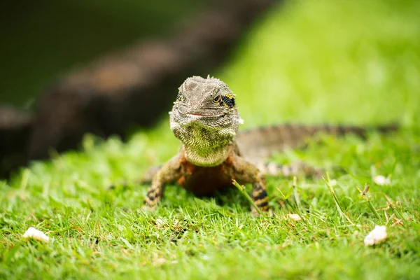 Dragón Agua Oriental Fuera Naturaleza Durante Día — Foto de Stock