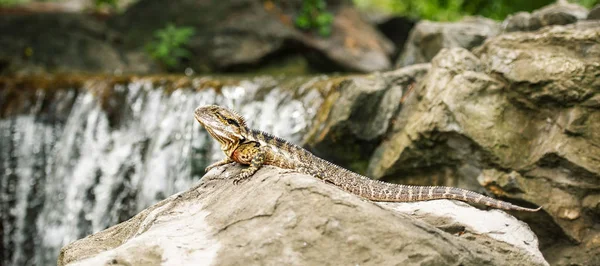 Drago Acqua Orientale Natura Durante Giorno — Foto Stock