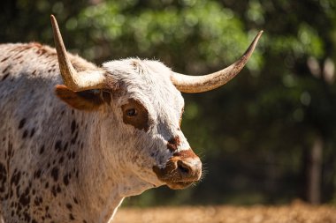 Çayırda uzun boynuzlu boğa