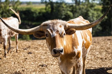 Çayırda uzun boynuzlu boğa