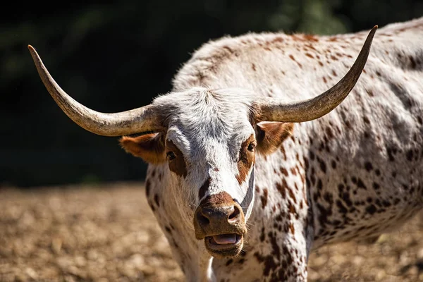 Лунгхорн бик у колоді — стокове фото