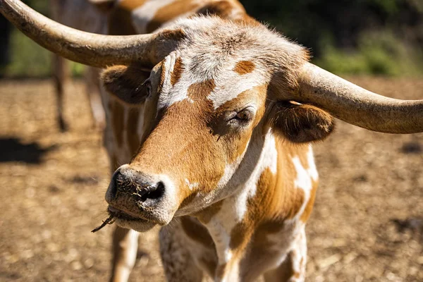 Длиннорогий бык в загоне — стоковое фото