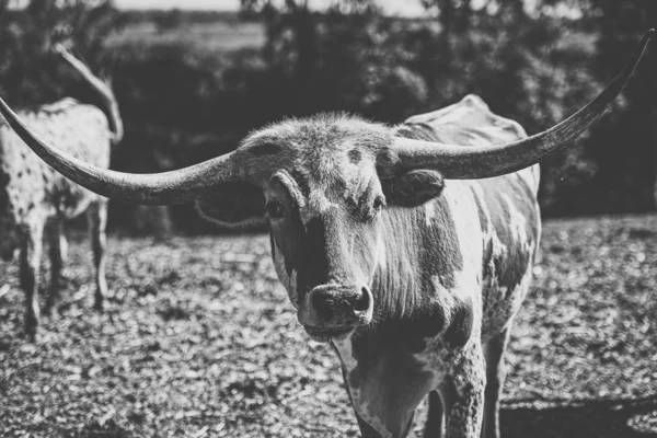Longhorn bull in the paddock — Stock Photo, Image