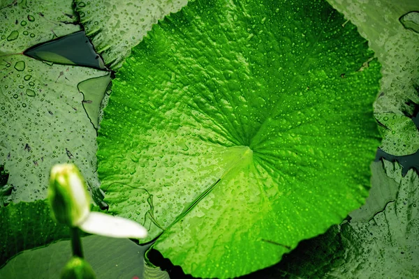 Group of Lily Pads — Stock Photo, Image