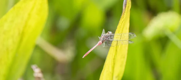 Pequena e bela libélula — Fotografia de Stock