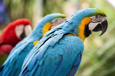 Güzel Macaw kuşlar
