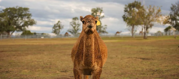 Μεγάλη όμορφη καμήλα — Φωτογραφία Αρχείου