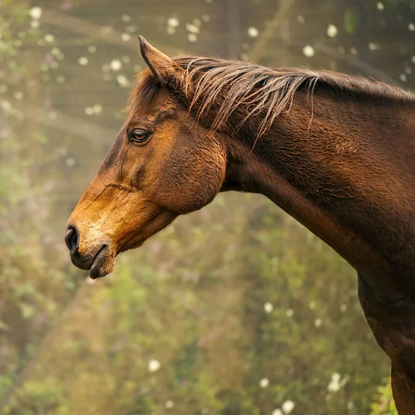 Koně v krajině — Stock fotografie
