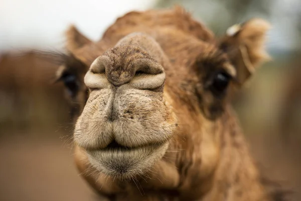 Camel out amongst nature — Stock Photo, Image