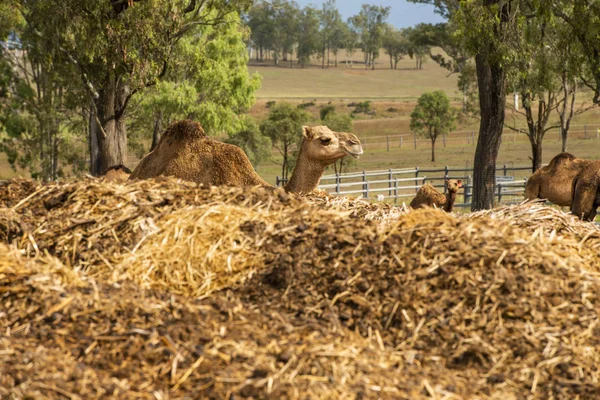 Camello entre la naturaleza —  Fotos de Stock