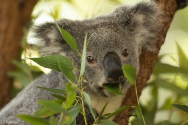Şirin Avustralya gün boyunca dinlenme Koala.