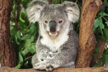Şirin Avustralya gün boyunca dinlenme Koala.