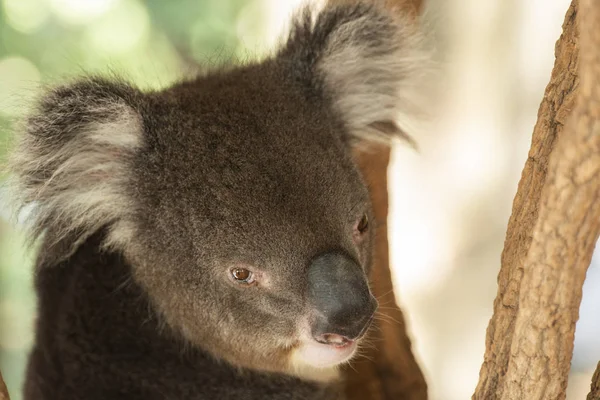 Roztomilá Koala australská odpočinek během dne. — Stock fotografie