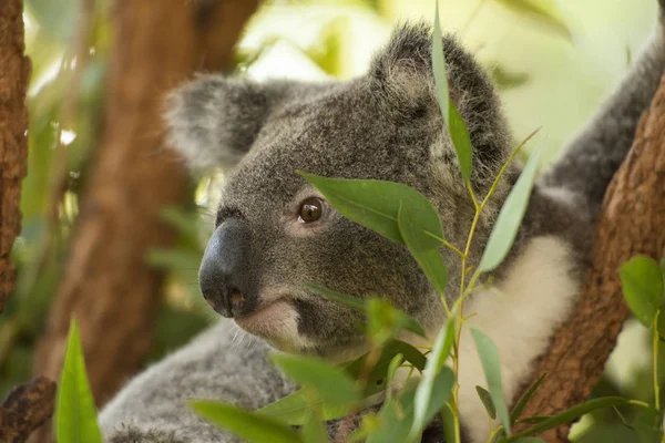 Carino australiano Koala riposo durante il giorno . — Foto Stock