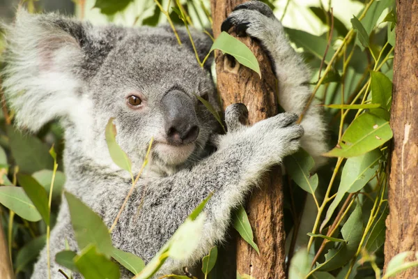 Leuke Australische Koala rusten tijdens de dag. — Stockfoto